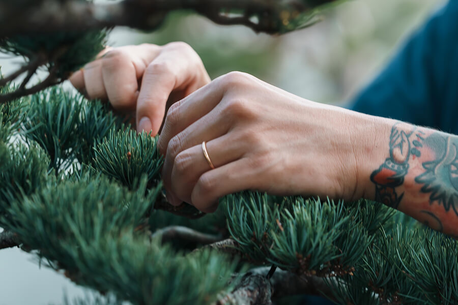 盆栽の手入れをする様子