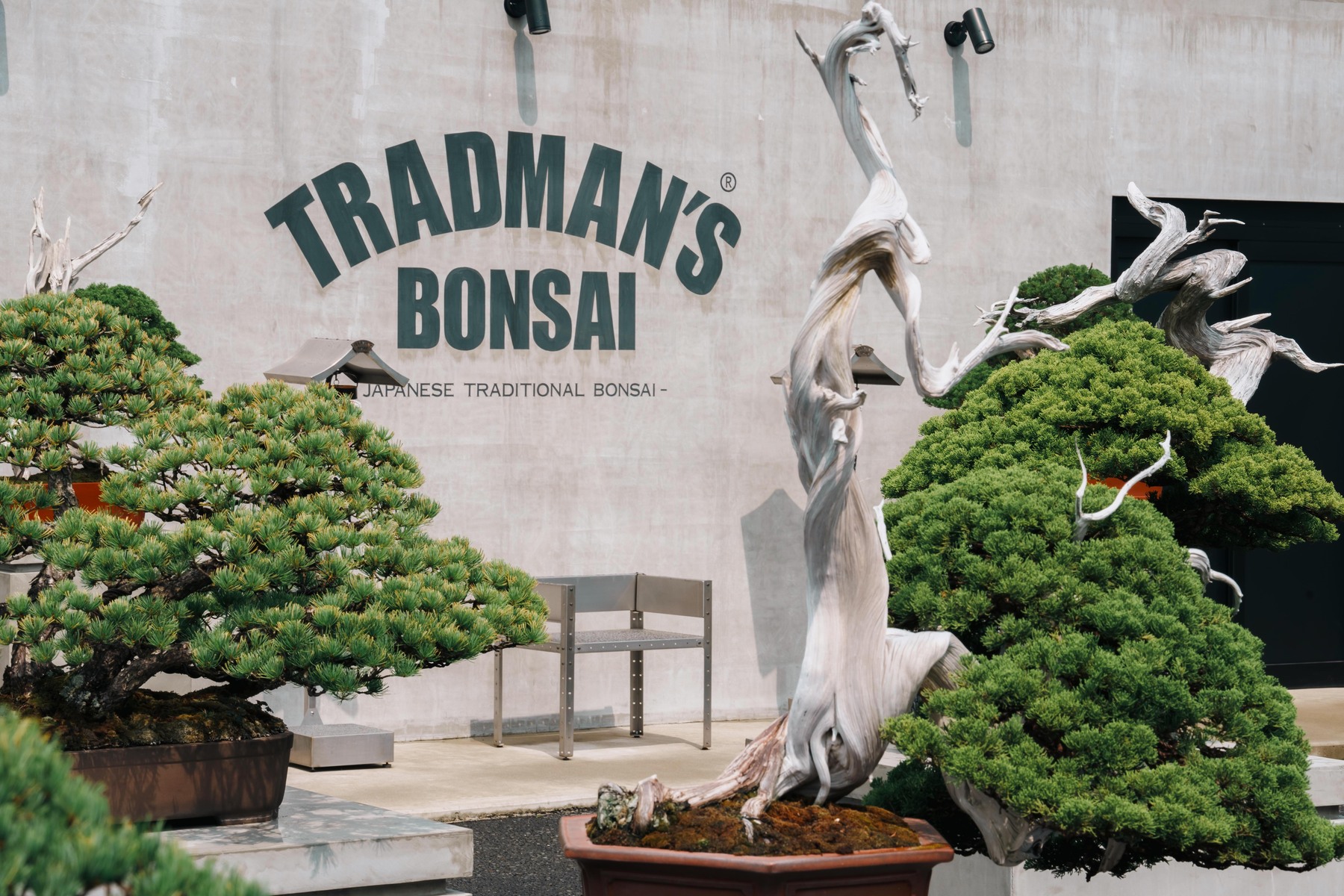 TRADMAN’S BONSAI内にある盆栽の数々