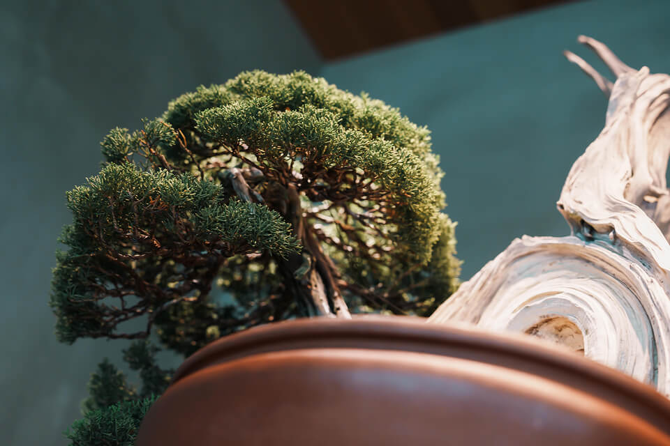 TRADMAN’S BONSAI内にある盆栽のアップ