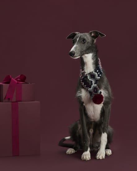 マフラーを巻いている犬